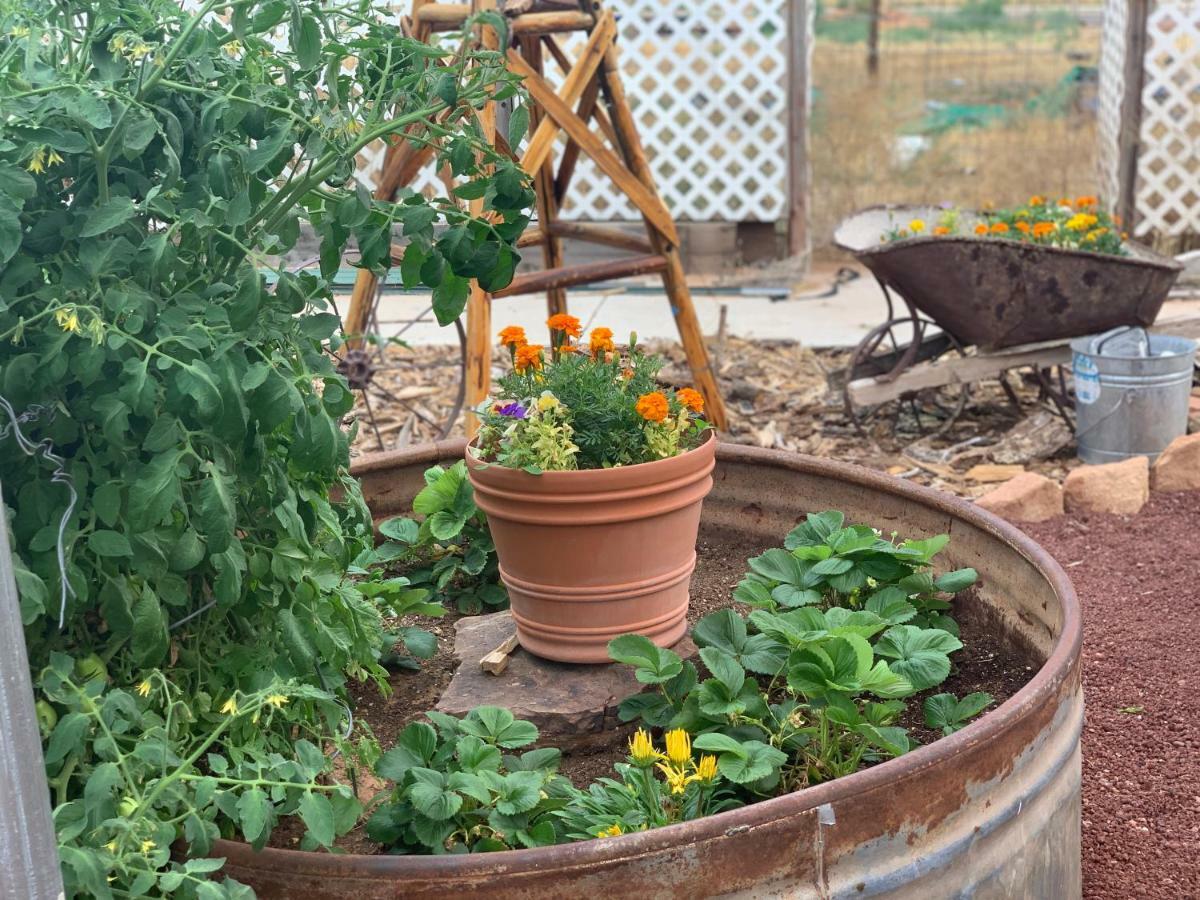 Zion'S Backyard Bed And Breakfast Colorado City Екстер'єр фото